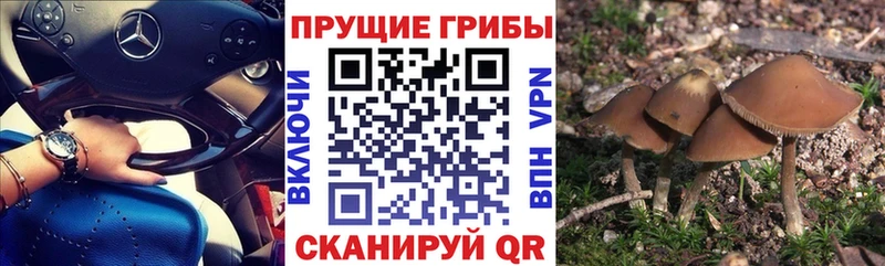 Псилоцибиновые грибы Psilocybe  Купить где  Надым 